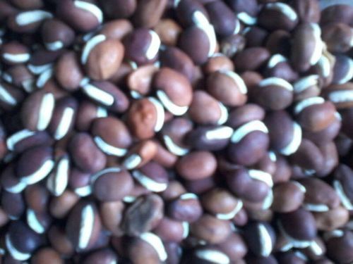 Cowpea Capsule Seeds