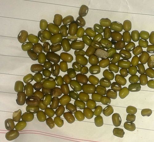 Moong Dal Seeds