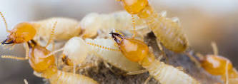 Termite Control Service By Bharat Pest Control Services