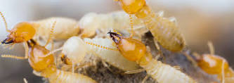 Termite Control Service