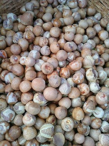 Areca Nut