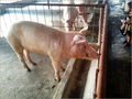 Yorkshire Pig Farming