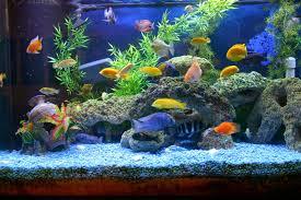 Designer Aquarium