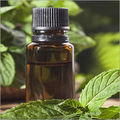 Peppermint Oil