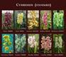 Cymbidiums Standards Flowers
