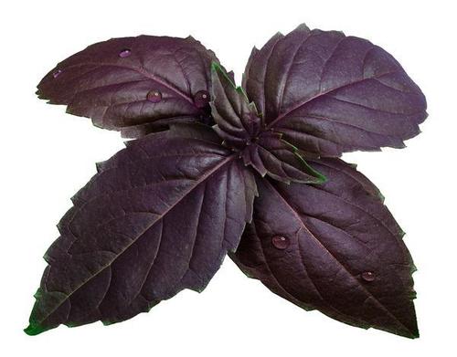 Basil Purple (Tulsi) Seed