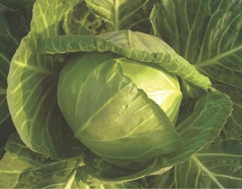 Cabbage (Patta Gobhee) Seed