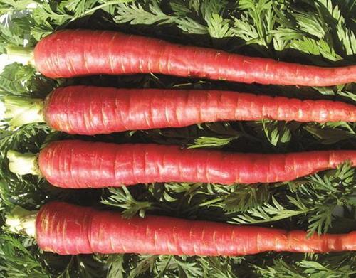 Carrot Red (Gaajar) Seed