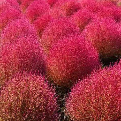 Kochia Burning Bush Seed