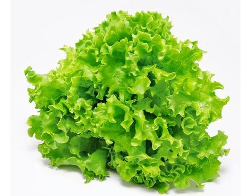 Lettuce Green (Salaad) Seed