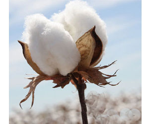 Cotton