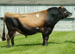 Healthy and High Fertility Jersey Breed Bulls