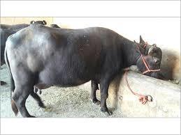 Healthy Murrah Buffalo for Dairy Farming