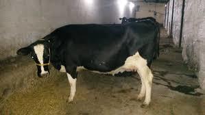 Black And White High Milking Productive Holstein Friesian Cow