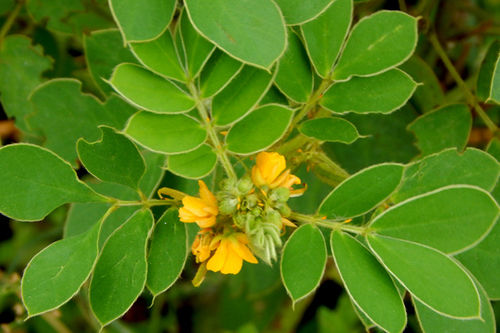 Senna Extract Calcium Sennosides