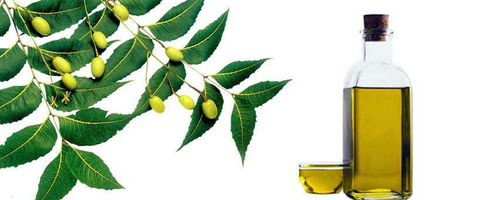 Neem Oil