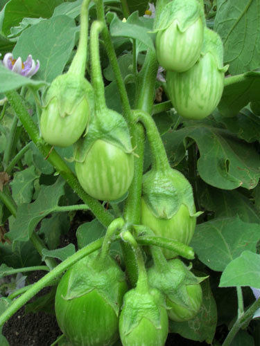  Brinjal Seeds