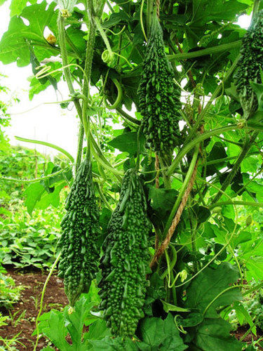 Bitter Gourd Seeds