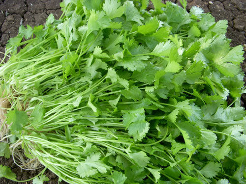 Coriander Seeds