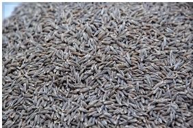 Cumin Seeds