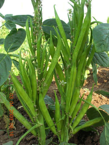 RES Cluster Bean Seeds