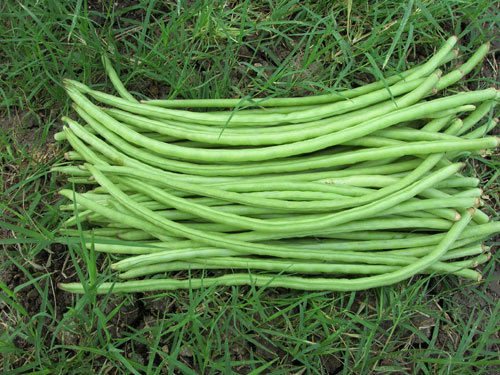RES Cowpea Seed