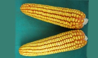 F1 Hybrid 7 Star Corn - Erected Long Plant Height 200-210 cm, Bold Yellow Long Seeds With Broad Green Leaves