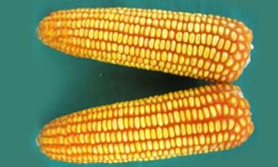 Corn (F1 Hybrid Hicorn 1010)