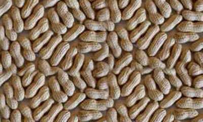 Groundnut (Sanjivani 55)