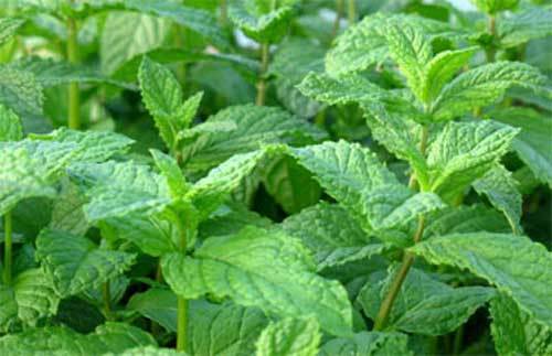 Mentha Peppermint Oil