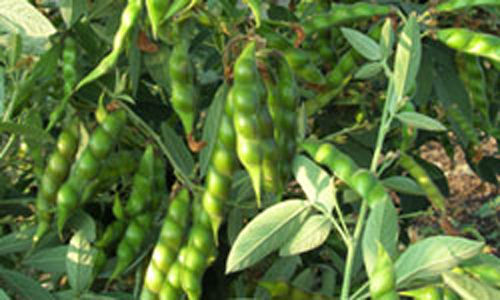 Res Pigeon Pea (Sampada)