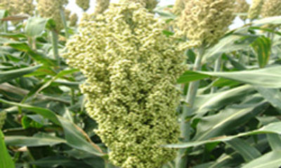 Sorghum (F1 Hybrid Sanjivani 125)