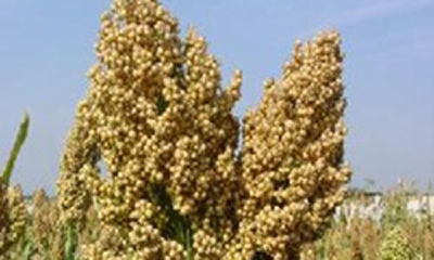 Sorghum Sanjivani 550 - Medium Pearly White Seeds, 120-125 Days Crop Duration, Semi-Compact Panicle, Disease and Pest Resistant 