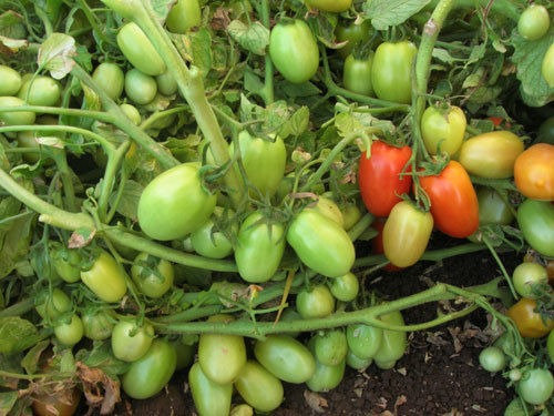 Fresh Tomatoes - Varied Sizes from Cherry to Beefsteak, Perfect for Salads and Sauces