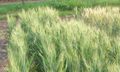 Wheat (Sanjivani 34)