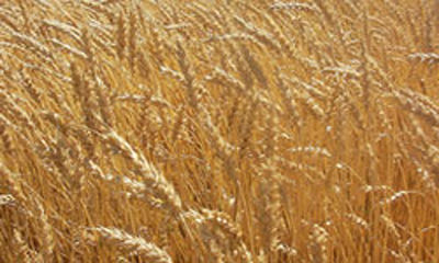 Wheat (Sanjivani Kailash)