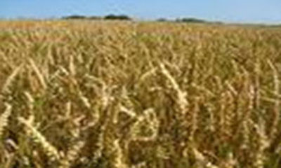 Wheat (Sanjivani Naresh)