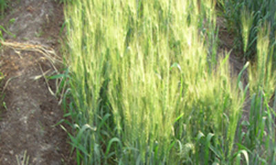 Wheat (Sanjivani Samrudhi)