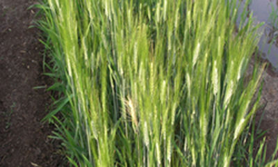 Wheat (Sanjivani Tapi)