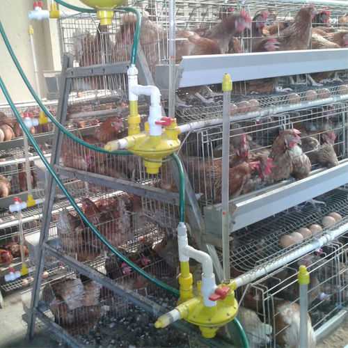 Chicken Feeding System H Type Chicken Battery Cage For Layers