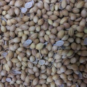 Coriander Seeds