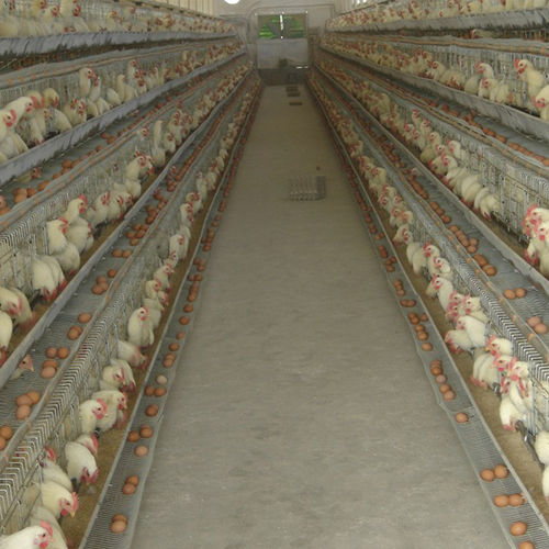 Poultry Farm Chicken Cages For Broilers