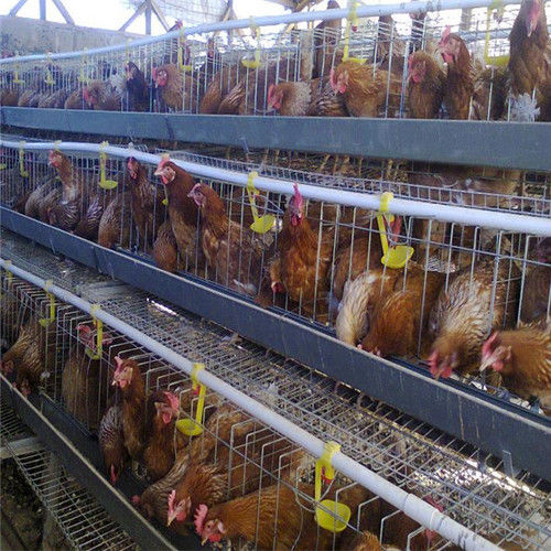 Automatic Poultry Hens Layer Cages