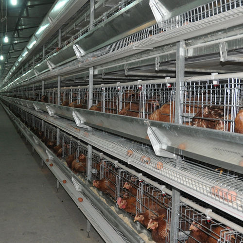 Chicken Use Poultry Farm Feeders And Waterers