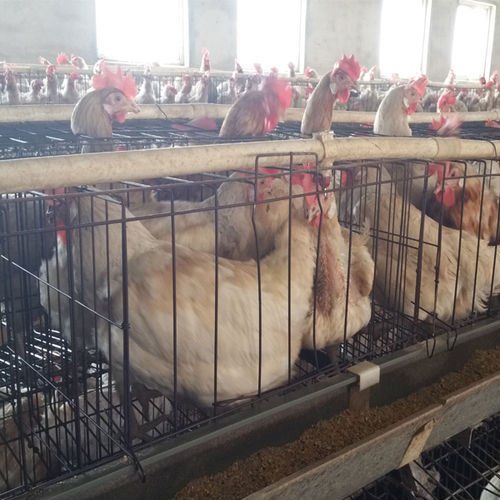 Chickens Feeds Production System