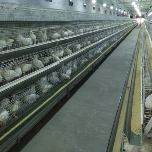 Layer Poultry Rearing Cages