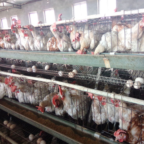 Raising Broiler Chicken Farm Poultry System