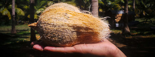 South India Coconut