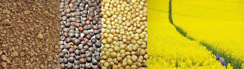 Rapeseed Meal Extraction - Coarse Powdery Material, Multi-Stage Oil Extraction Process, Hygienically Processed