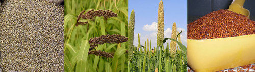 Red Millet - Nutrient-Rich Grain for Human Food and Fodder | Highly Variable Small-Seeded Grass, Excellent Protein Source